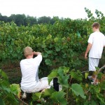 Chardonel Harvest - The Picking of the Grape