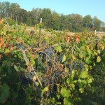 Chambourcin Harvest 2008 007