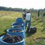 Chambourcin Harvest 2008 019